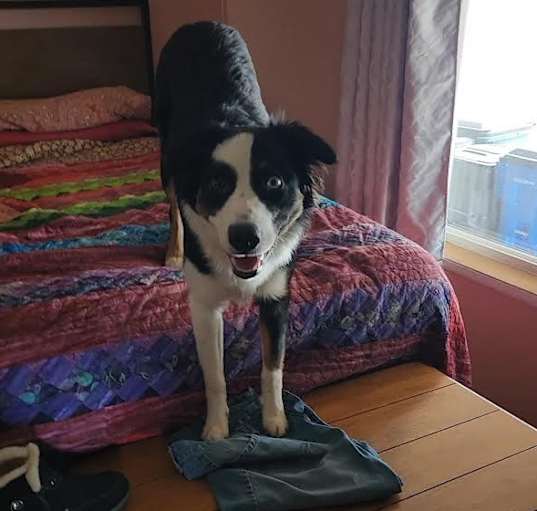 Photo of Piper