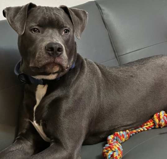 Photo of smokey