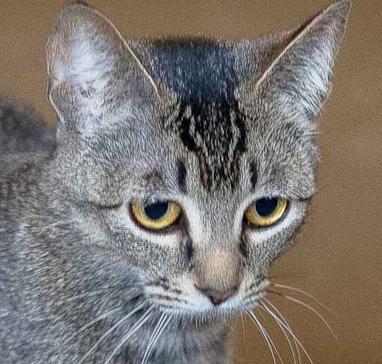 Photo of Tinkerbell