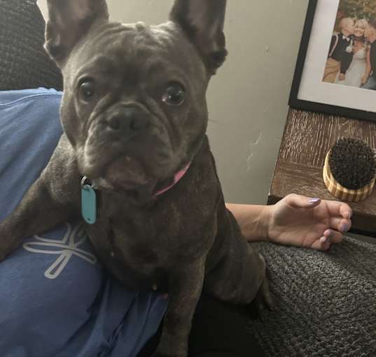 Photo of Penny