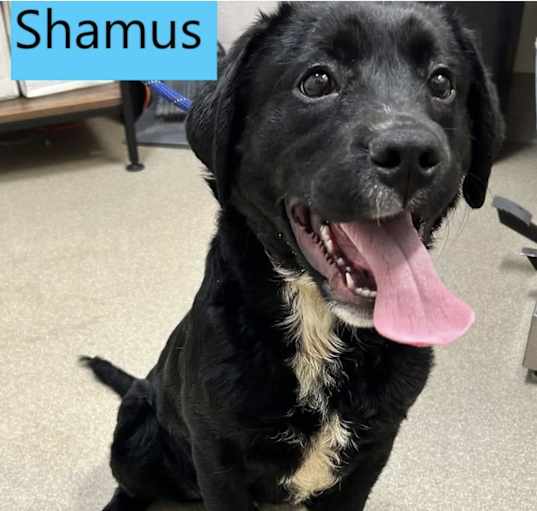 Photo of Shamus