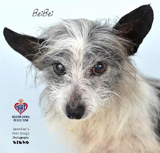 Photo of BeiBei