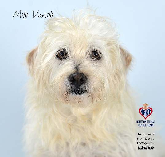 Photo of Milli Vanilli