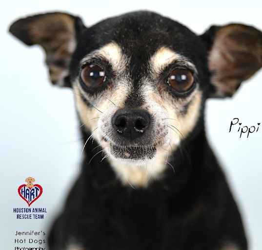 Photo of Pippi