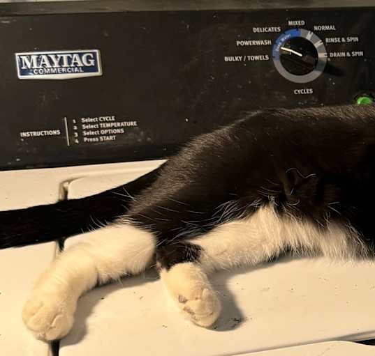 Photo of Harley