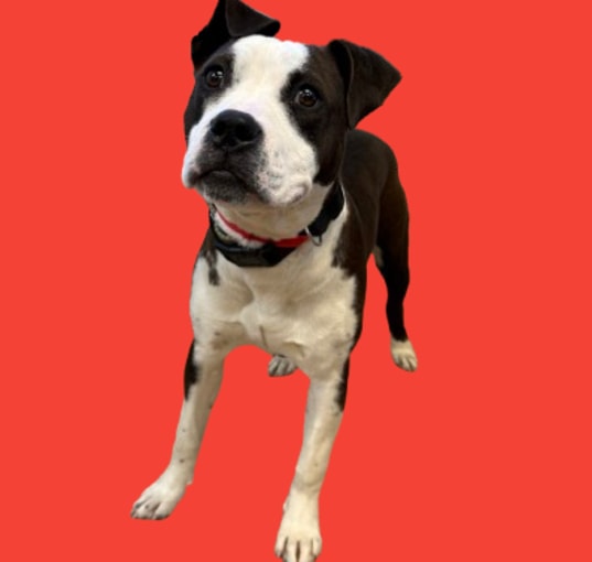 Photo of Petunia