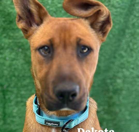 Photo of Dakota