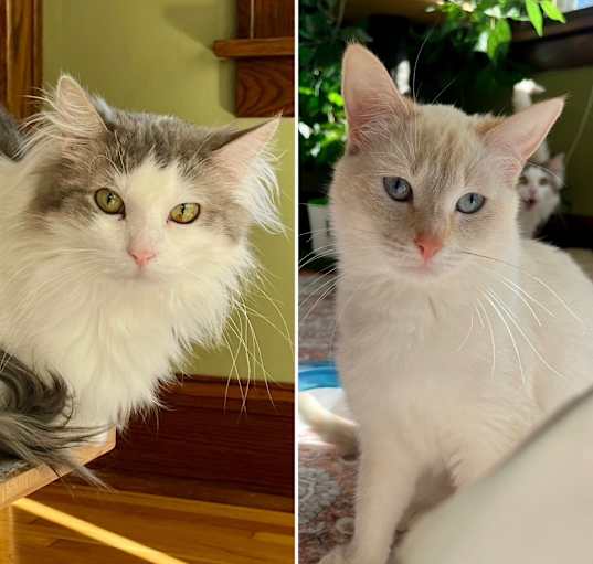 Photo of Muffin / Ryker