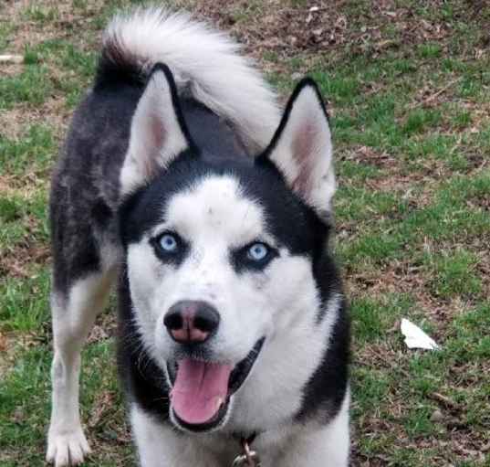 Photo of Bandit