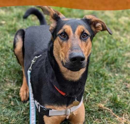 Photo of Zelda