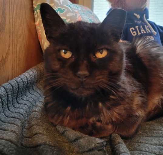 Photo of Donut