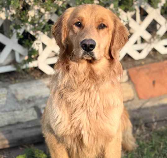 Photo of Ranger