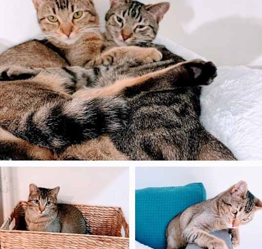 Photo of Abby&Benji