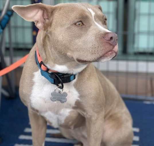 Photo of Shiloh