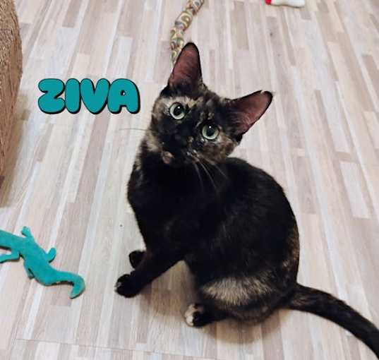 Photo of Ziva #lovey-dovey