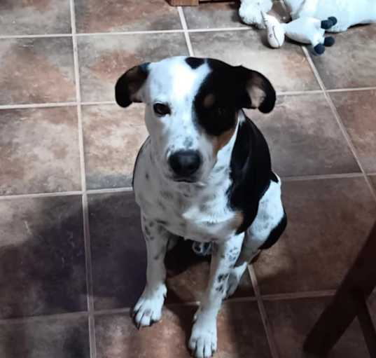 Photo of Doolie
