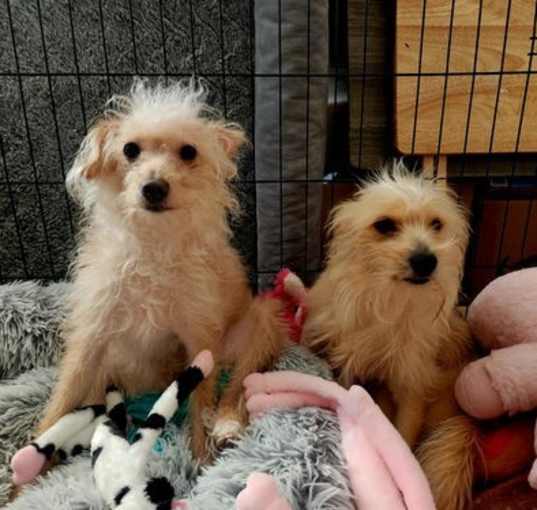 Photo of Lulu & Layla
