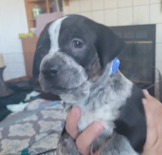 Photo of unnamed Male Pups
