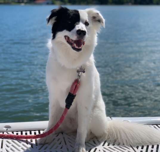 Photo of Stella