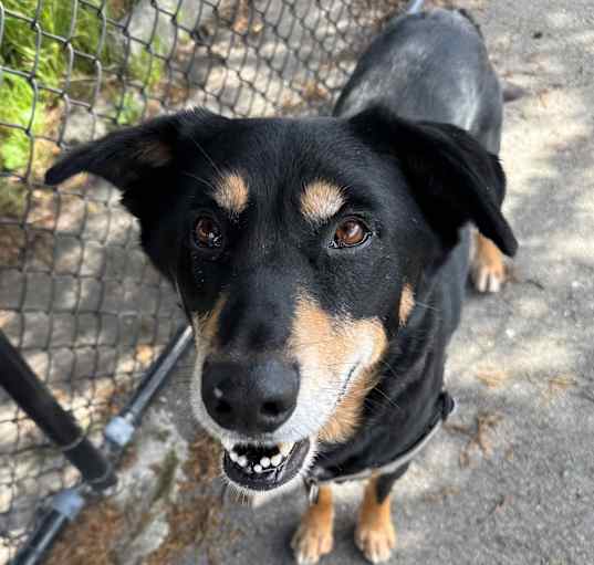 Photo of Buddy