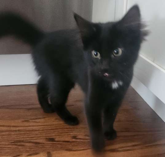 Photo of SQUEAKS