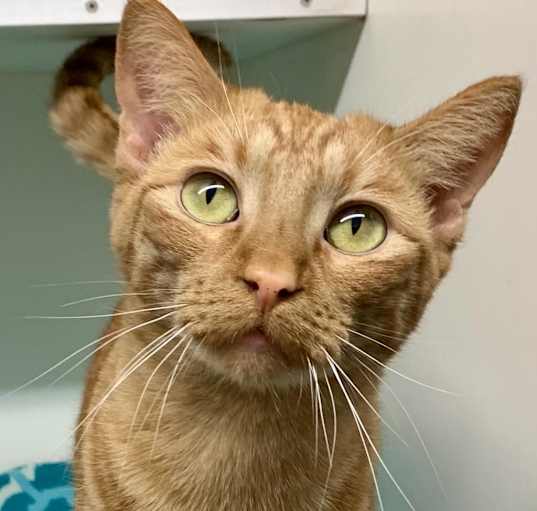 Photo of Pippin