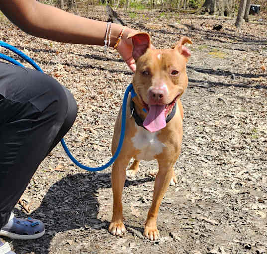 Photo of Goldie