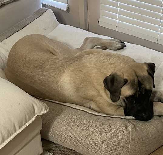 Photo of Duke