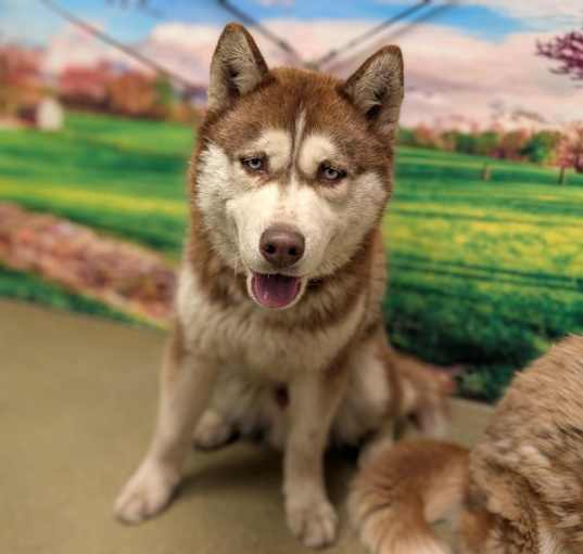 Photo of URGENT! SHELTER IS FULL