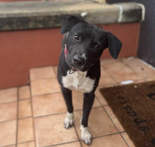 Photo of Tux
