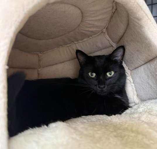 Photo of Fig