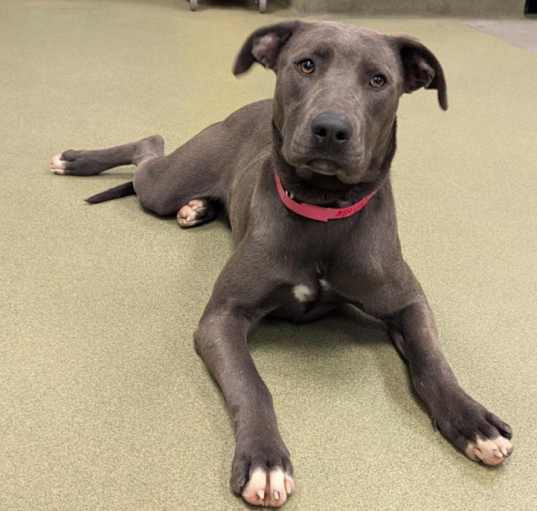 Photo of URGENT! SHELTER IS FULL