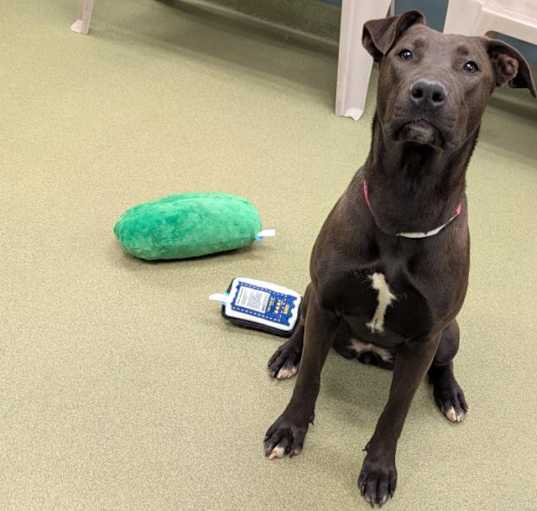 Photo of URGENT! SHELTER IS FULL