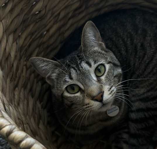 Photo of Ash