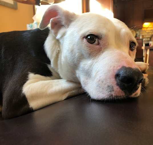 Photo of Penny