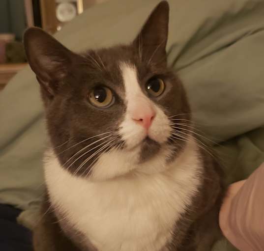 Photo of Shadow