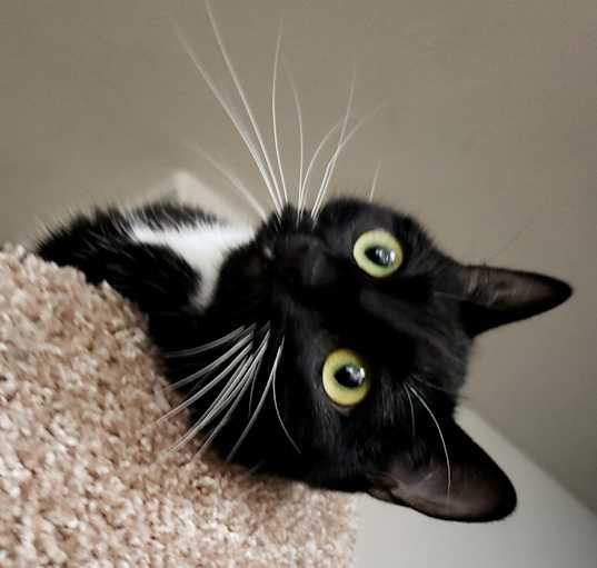 Photo of Binx
