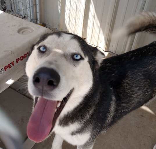 Photo of Flint