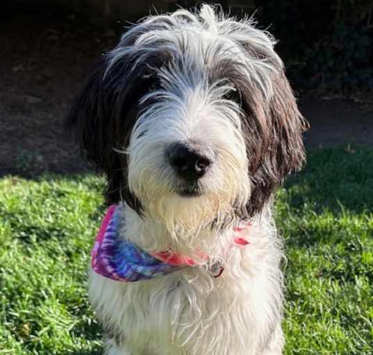 Photo of Bodhi