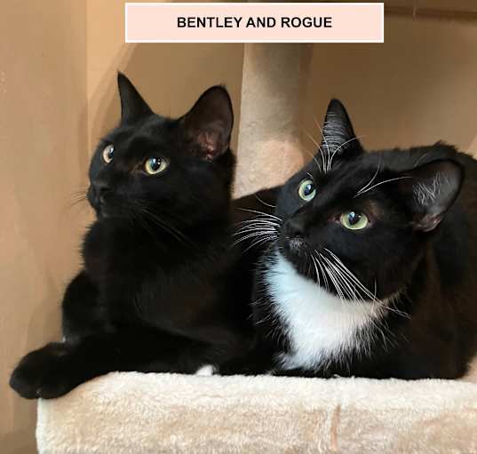 Photo of Rogue Khan (best friends with Bentley)