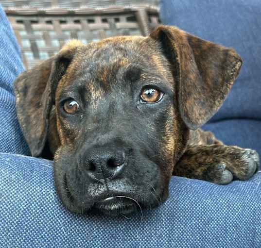 Photo of Piper