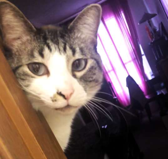 Photo of Samson