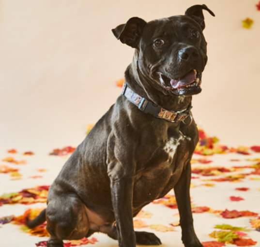 Photo of Smokey
