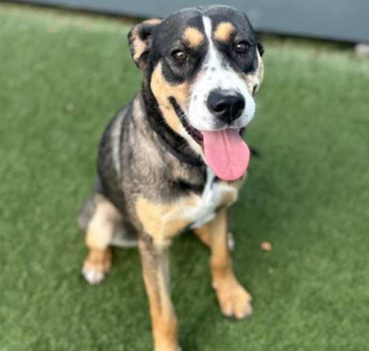 Photo of Nola IN FOSTER