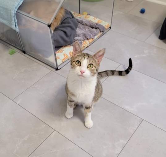 Photo of Pipp **Adoption Sponsored**