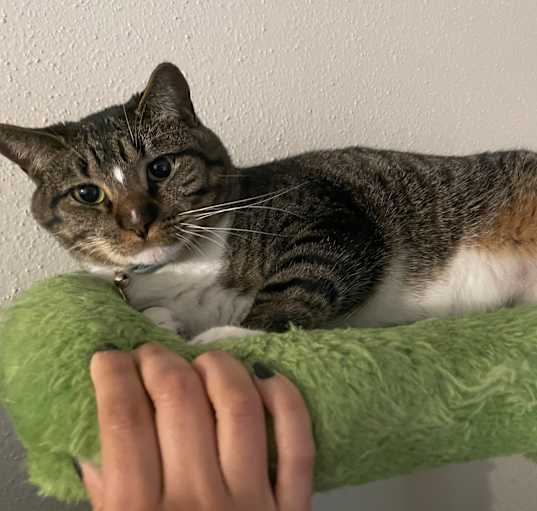 Photo of Mochi