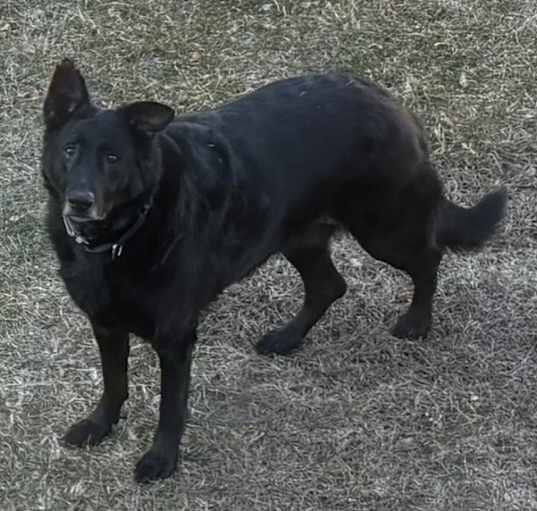 Photo of Buttercup Diva Benson