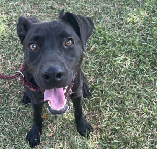 Photo of  Harley 