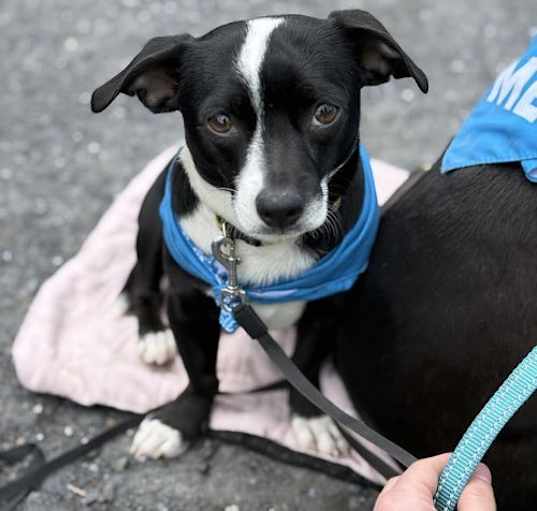 Photo of Odie