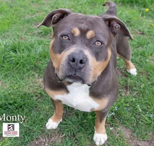 Photo of Monty